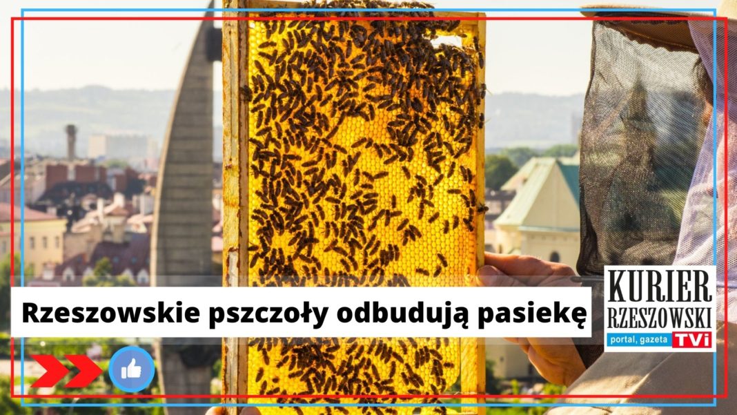 fot. materiały strony #TAKdlaPszczół na Facebooku